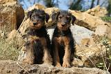 AIREDALE TERRIER 064